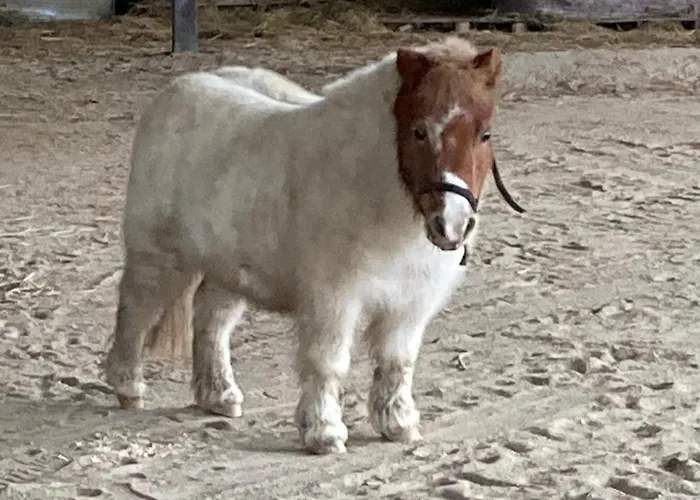 Apartament Poncinvs Bergamo